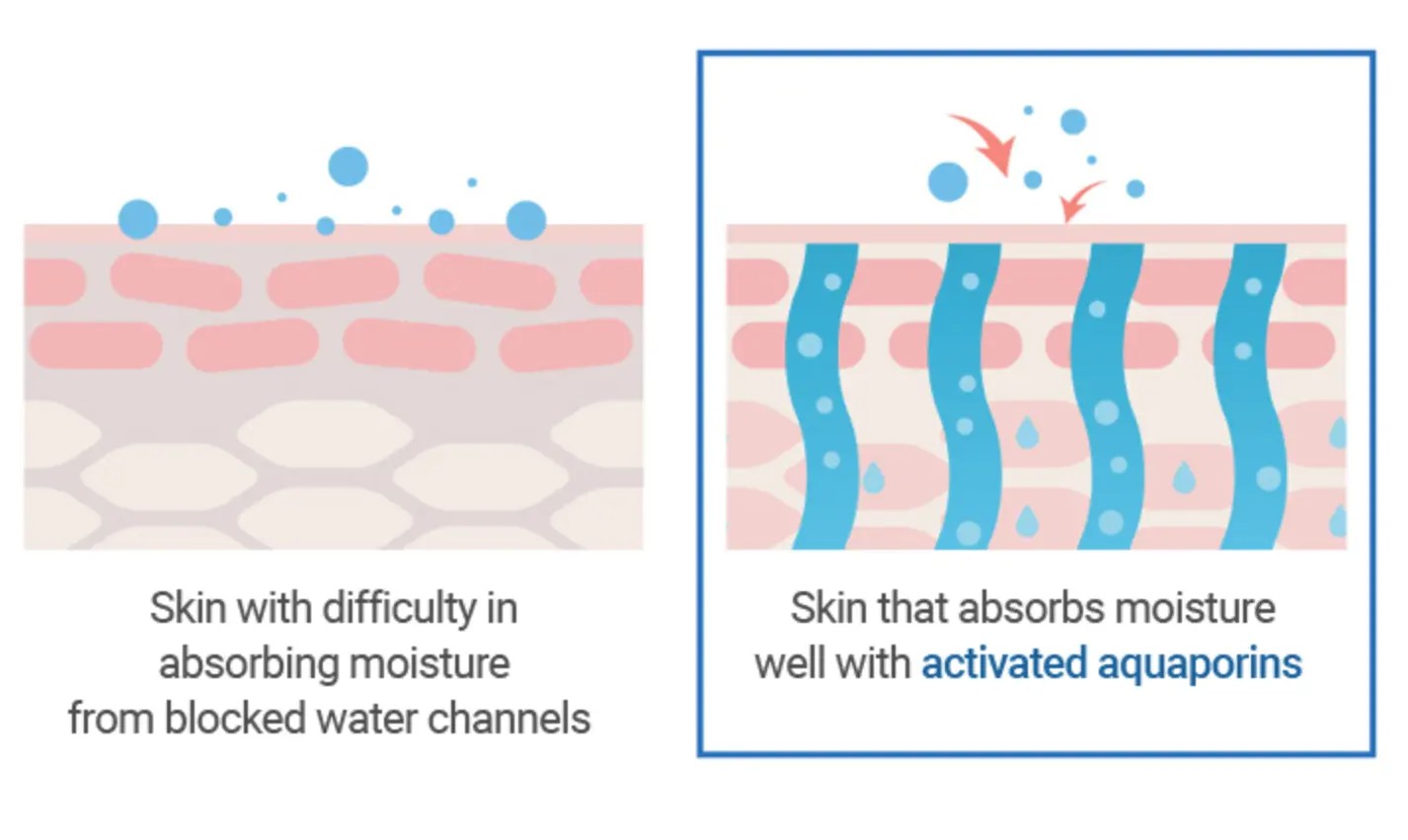 Roundalb crème solaire Birch Moisture Tone Up Sunscreen