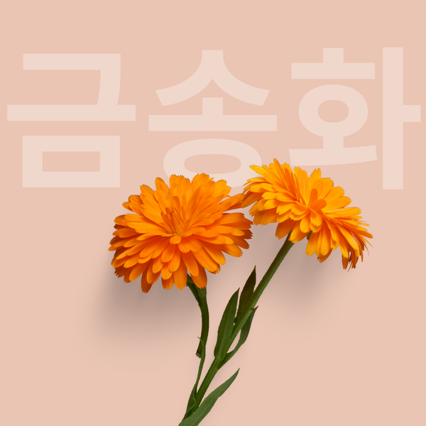 Calendula