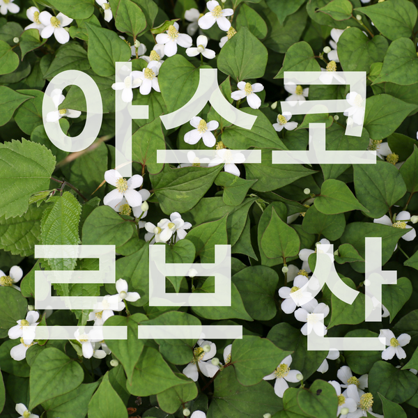Houttuynia Cordata
