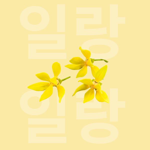 Ylang Ylang