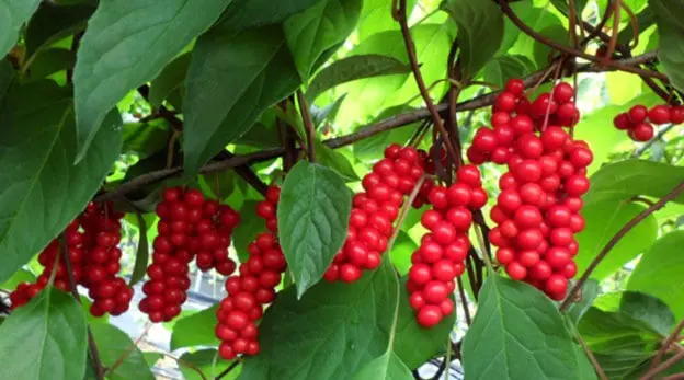 Découverte de l'Omija : La Baie aux Cinq Saveurs Découverte de l'Omija : La Baie aux Cinq Saveurs